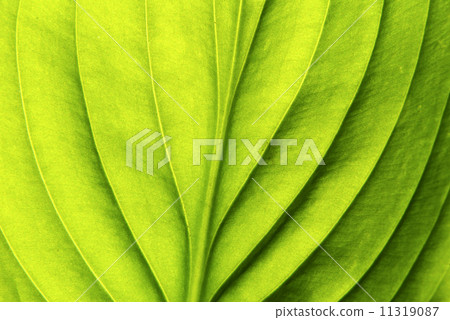 leaf background leaf background 11319087