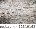 Bark of  Wood 11319162