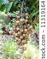 Longan 11319164