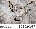 Bark of  Wood 11319167