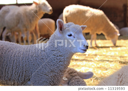 羊的孩子 11319593