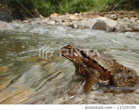 Twilight Azuma Toad 11320190