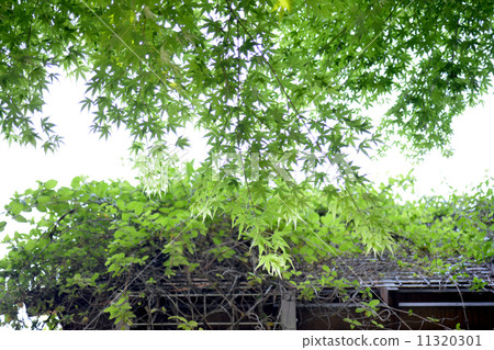 Fresh green park 11320301