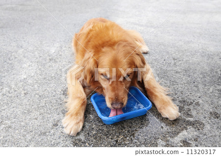 我13歲的時候正在拍攝那些專注於遊戲和喝水的金毛獵犬 11320317