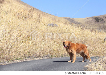 我13歲時精力充沛,而不是想要在地球上奔跑的主人 我13歲時精力充沛,而不是想要在地球上奔跑的主人 11320318