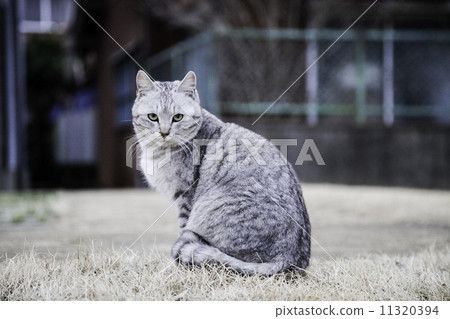 Cat  11320394