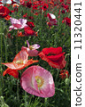 Chirley Poppy 11320441