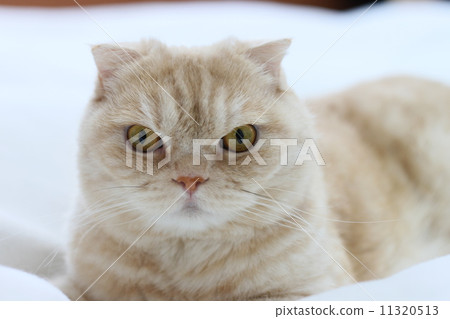 Staring cats cat Staring cats cat 11320513