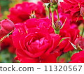 A red rose 11320567