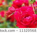 Red Roses 2 11320568