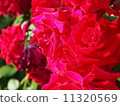 Red rose 3 11320569