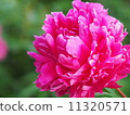 Peony root 11320571