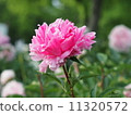 Pink peonies 11320572