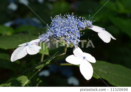 Hydrangea 11320698