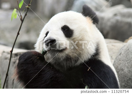 beautiful giant panda beautiful giant panda 11320754