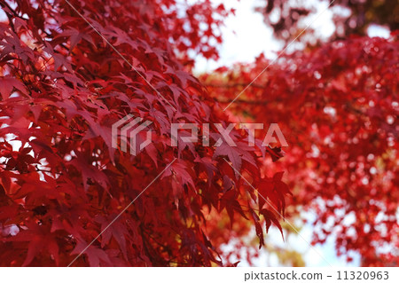Autumn leaves in autumn 11320963