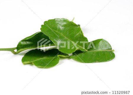 Kaffir lime leaves. Kaffir lime leaves. 11320987