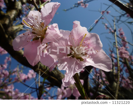 櫻花 櫻花 11321220
