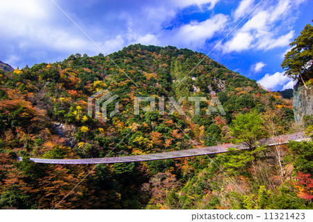 Plum tree roaring park Suspension bridge 11321423