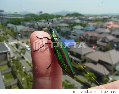 Yamato Tamamushi caught in a finger 11321440