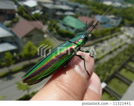 Yamato Tamamushi陷入了一根手指 Yamato Tamamushi陷入了一根手指 11321441