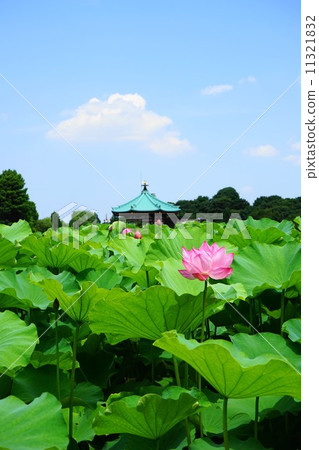 七月花蓮花蓮花215 Shinobazu池塘 11321832