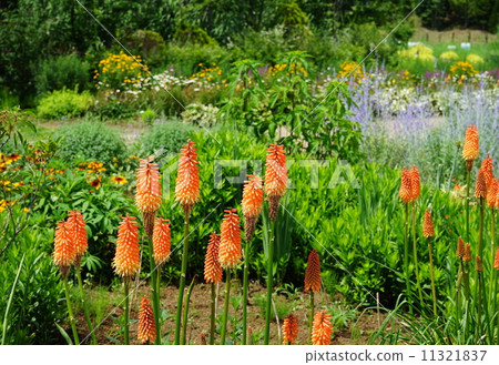 June Flower Tritoma · Lily Picture 11 Torch Lily 11321837