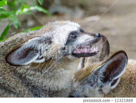 Portrait of a beautiful young wolf 11321989