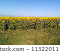 Yellow Sunflowers 11322011