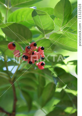 我是權威Gonzui。 我是權威Gonzui。 11322028