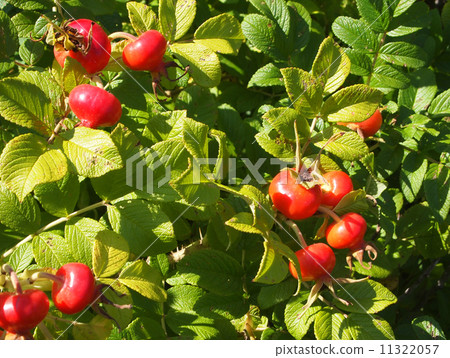Fruits of bean eggplant 11322057
