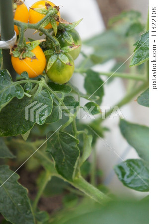 櫻桃西紅柿 櫻桃西紅柿 11322108