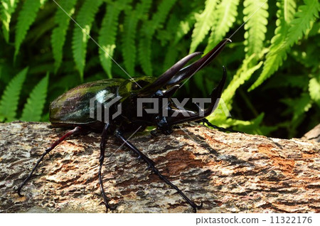 高加索護身符在森林裡的樹上 11322176