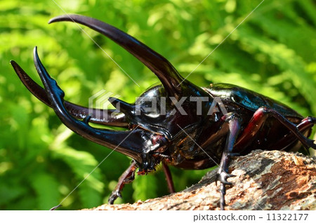 高加索護身符在森林裡的樹上 11322177