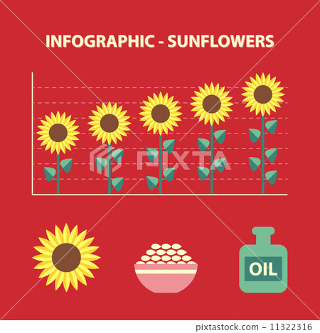 infographic with graph of production growth of sunflowers and agricultural icons 11322316