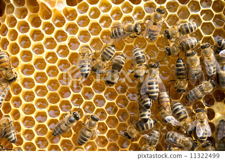 bees on honeycells bees on honeycells 11322499