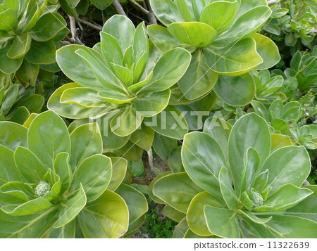 銀毛樹 銀毛樹 11322639