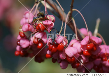 My name is Kurobara Heli, a yellow early moth bean caterpillar. I love Mayumi. My name is Kurobara Heli, a yellow early moth bean caterpillar. I love Mayumi. 11322755