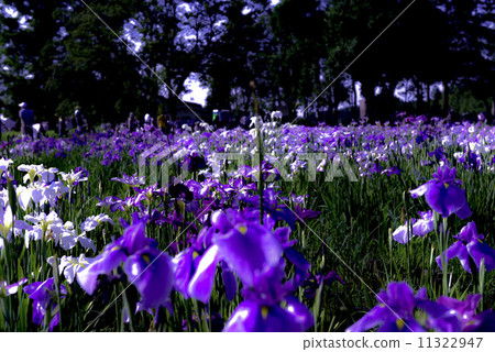 One side of iris One side of iris 11322947