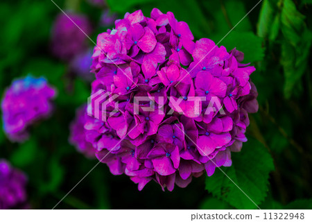 Purple hydrangea Purple hydrangea 11322948