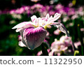White irises 11322950