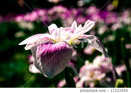 White irises White irises 11322950