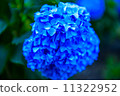 Brilliant blue hydrangea 11322952