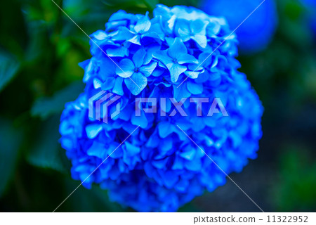 燦爛的藍色繡球花 燦爛的藍色繡球花 11322952