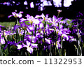 Floral iris of flowers 11322953