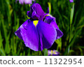 Purple iris 11322954