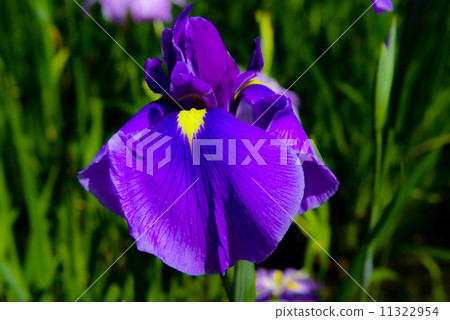 Purple iris Purple iris 11322954
