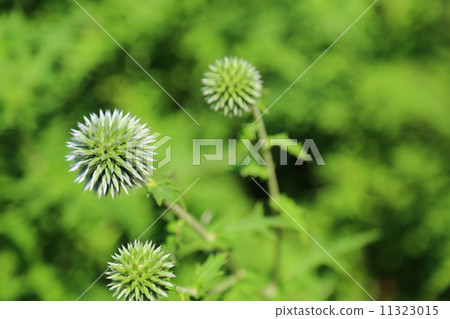 Ruritamarasami 11323015