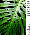 Monstera 11323065