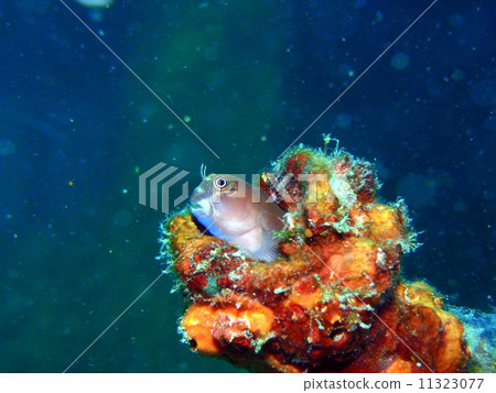 黃眼Com牙 黃眼Com牙 11323077